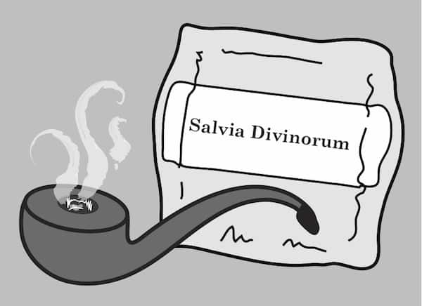 The drug SALVIA divinorum received a lot of media attention in ...