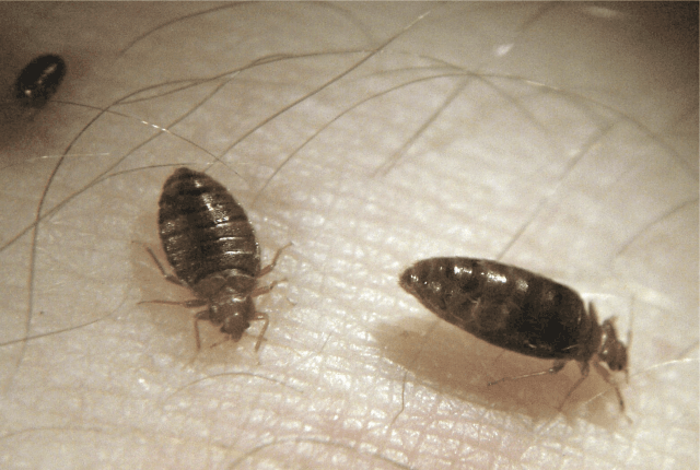 Bed bugs after they have feasted: red, plump and full of blood.