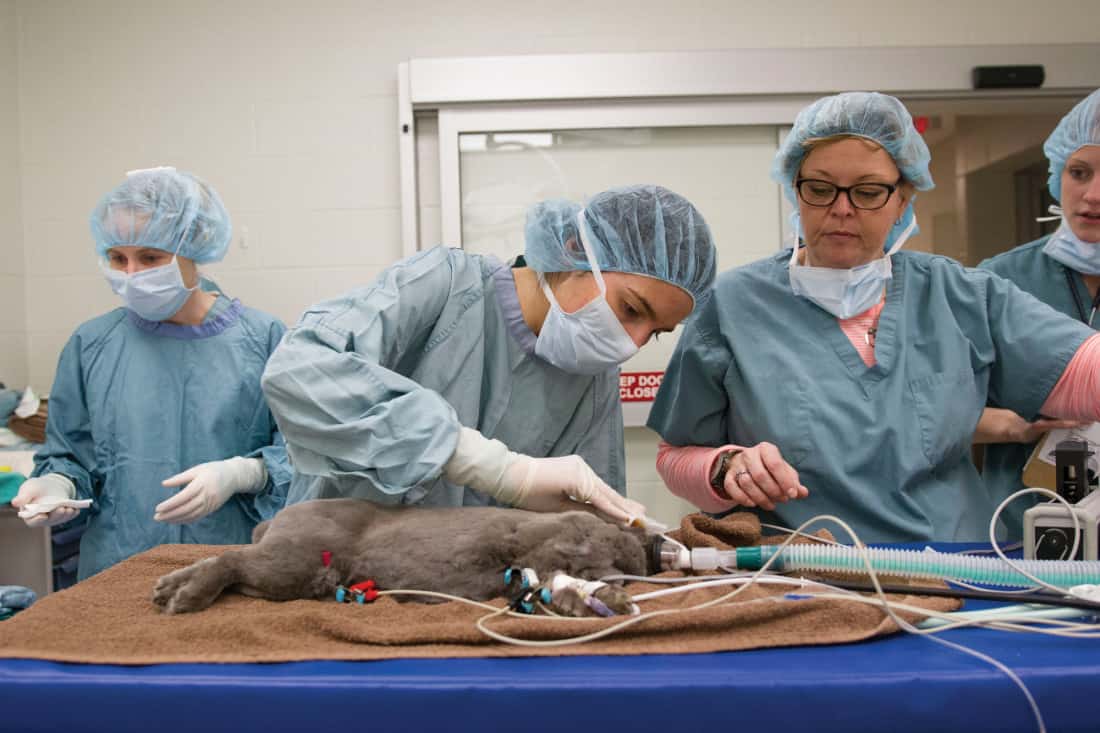 Dr. Heather Joseph (center) cleans Darryls eye after surgery.