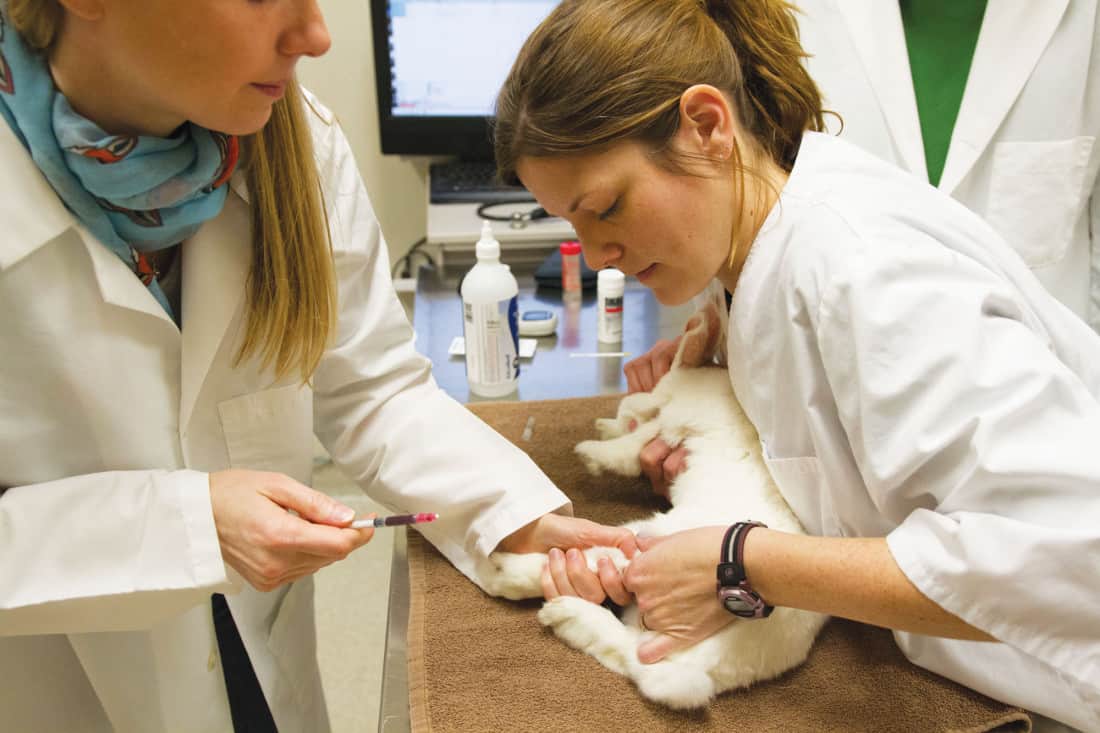 Dr. Kristin Britton (left) takes blood from Boo the bunny, while Jacqui Valmont comforts and holds down the animal. Boo is being tested for chronic ulcers.