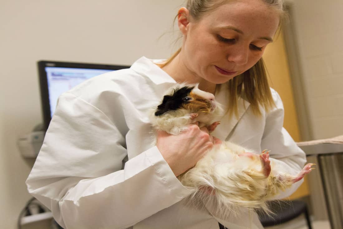 Dr. Kristin Britton holds Bubbles the guinea pig during a check up.