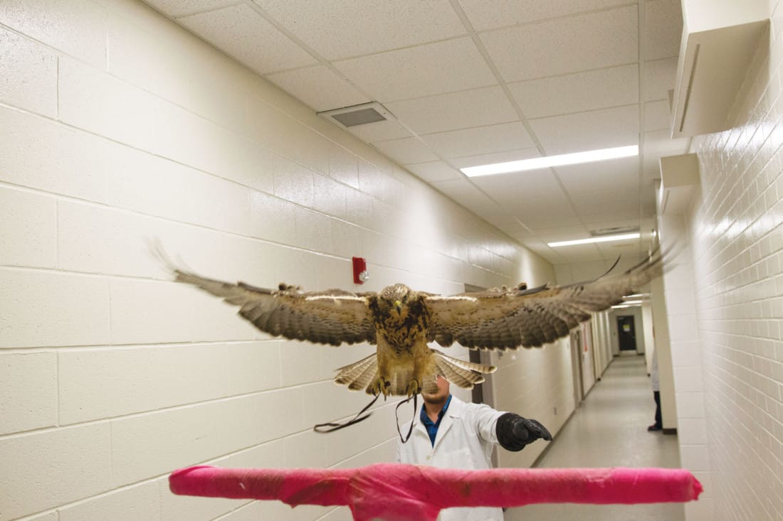 Daren Mandrusiak, a U of S student who is in his second year of veterinary medicine, does flight tests with the hawk, Jafar.