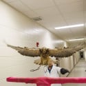 Daren Mandrusiak, a U of S student who is in his second year of veterinary medicine, does flight tests with the hawk, Jafar.