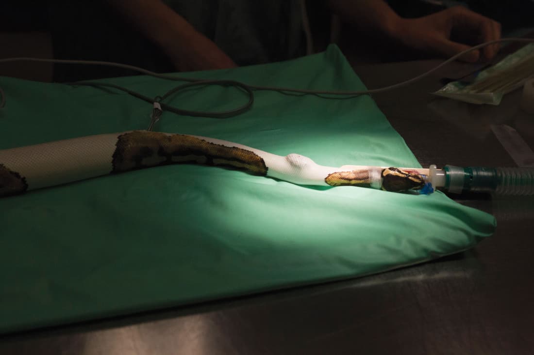 A snake under anesthesia waits to have an abscess in his side removed.