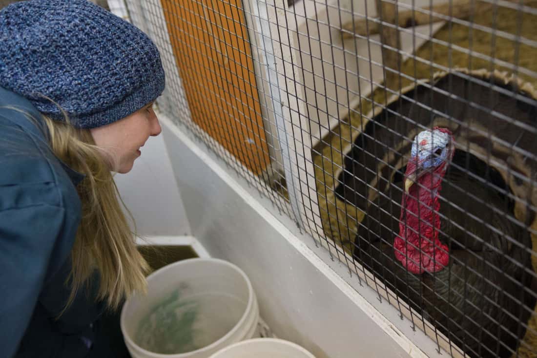 Dr. Kristin Britton inspects a turkey, during a routine check-up at the Saskatoon Forestry Farm & Zoo.