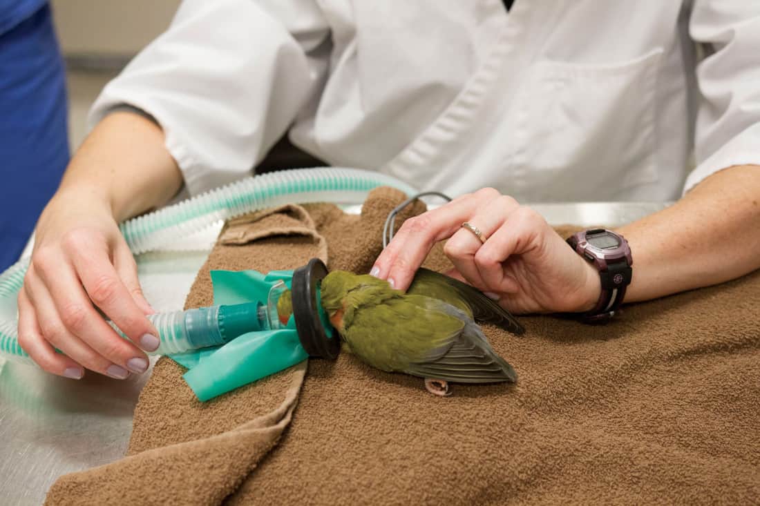 Zoey the lovebird is being anesthetized during a biopsy for defects in her dermatitis, located in her axilla, which is due to self mutilation.