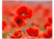 Red Poppies in a Poppies Field | Vetrestudio | Canva Pro