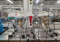 Five temperature-controlled fermentors containing unfinished beer for a yeast pre-condition trial | Josefina Nelson