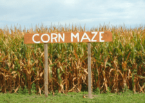 Corn Maze | DJ Claassen from Getty Images Signature | Canva Pro