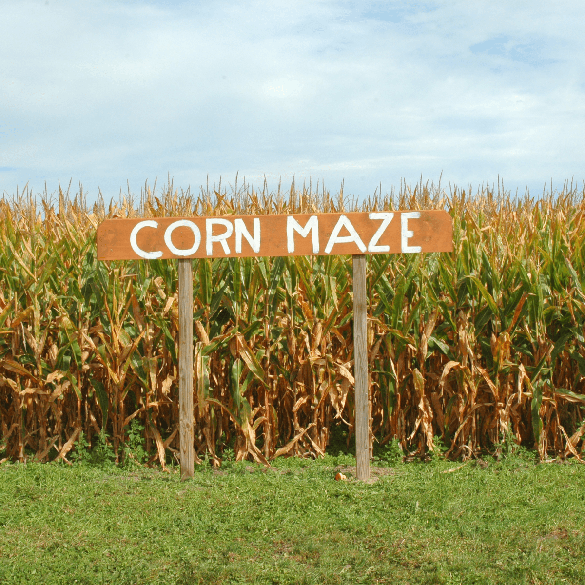 Corn Maze | DJ Claassen from Getty Images Signature | Canva Pro