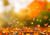 Autumn Leaves Background | winyuu from Getty Images Pro | Canva Pro