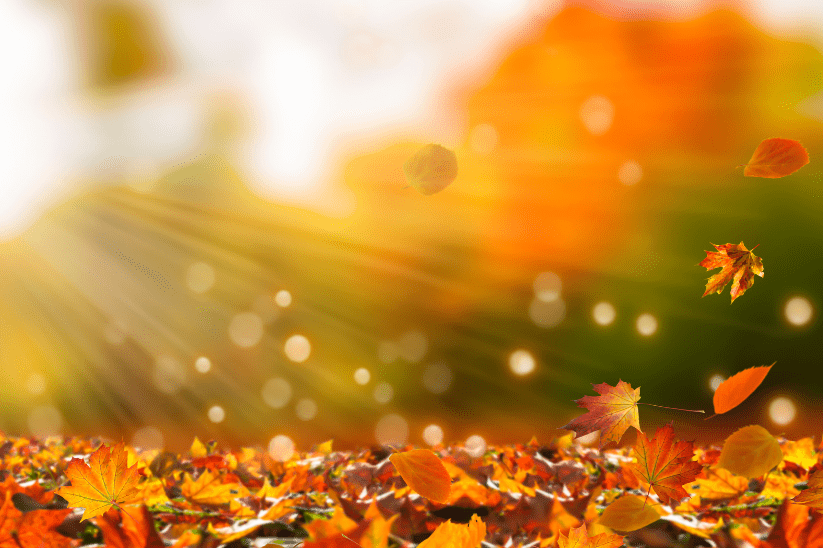 Autumn Leaves Background | winyuu from Getty Images Pro | Canva Pro